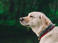 White dog close up face. Free public domain CC0 photo.