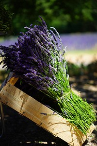 Lavender filed background. Free public domain CC0 image.