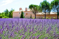 Lavender field background. Free public domain CC0 image.