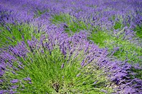 Lavender field background. Free public domain CC0 image.