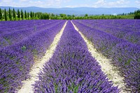 Lavender field background. Free public domain CC0 image.