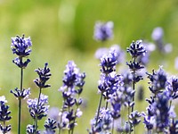 Lavender field. Free public domain CC0 image.