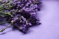 Lavender field background. Free public domain CC0 image.