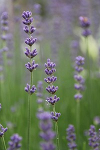 Lavender filed background. Free public domain CC0 image.