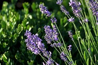 Lavender field background. Free public domain CC0 image.