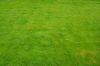 Grass photo. Free public domain CC0 image.