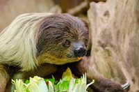 Sloth at the zoo. Free public domain CC0 photo.