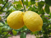 Yellow lemons growing on tree. Free public domain CC0 image. 