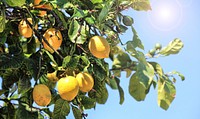 Yellow lemons growing on tree. Free public domain CC0 image. 