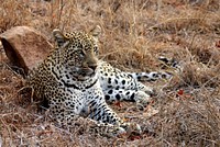 Leopard relaxing image. Free public domain CC0 photo.