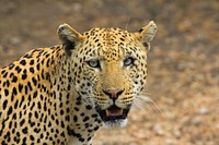 Leopard's face closeup image. Free public domain CC0 photo.