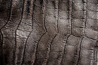 Aligator leather, background photo. Free public domain CC0 image.