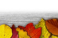 Aesthetic autumn leaf background. Free public domain CC0 image.