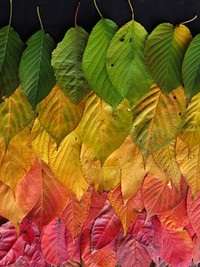 Autumn leaf aesthetic background. Free public domain CC0 photo.