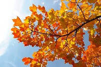 Maple leaf, Autumn seasonal background. Free public domain CC0 photo.