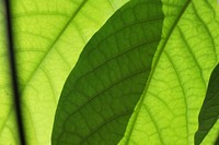 Botanical leaves, nature. Free public domain CC0 photo