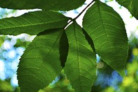 Leaf texture, nature background. Free public domain CC0 photo.