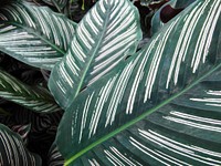 Calathea leaf. Free public domain CC0 image.