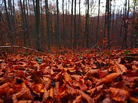 Autumn leaves, background photo. Free public domain CC0 image.