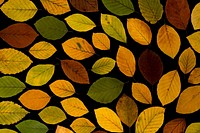 Aesthetic autumn leaf background. Free public domain CC0 image.