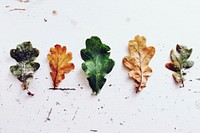 Aesthetic autumn leaf background. Free public domain CC0 image.