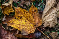 Maple leaf, Autumn seasonal background. Free public domain CC0 photo.