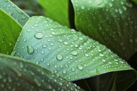 Wet leaf with water drops. Free public domain CC0 image.