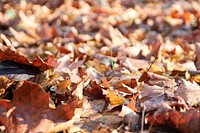 Autumn leaf aesthetic background. Free public domain CC0 photo.