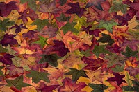 Maple leaf, Autumn seasonal background. Free public domain CC0 photo.