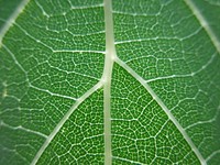 Botanical leaves, nature. Free public domain CC0 photo