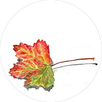 Maple leaf, Autumn seasonal background. Free public domain CC0 photo.