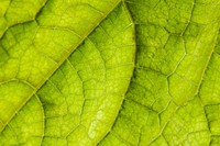 Green leaf macro photo. Free public domain CC0 image.