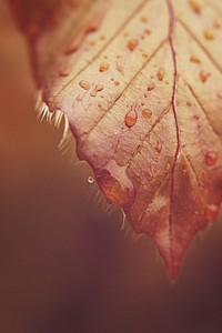 Autumn leaf aesthetic background. Free public domain CC0 photo.