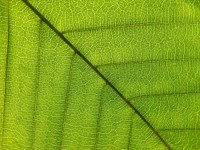 Leaf texture, nature background. Free public domain CC0 photo.