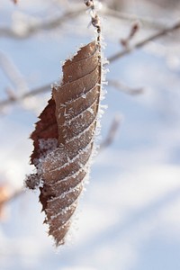 Botanical nature & plant leaves. Free public domain CC0 photo