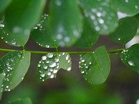 Green leaves, background photo. Free public domain CC0 image.