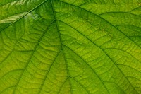 Botanical leaves, nature. Free public domain CC0 photo