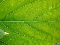 Botanical leaves, nature. Free public domain CC0 photo