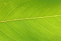 Botanical leaves, nature. Free public domain CC0 photo