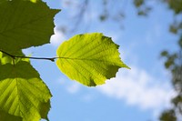 Green leaves. Free public domain CC0 image.