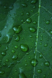 Water drops on leave, nature background. Free public domain CC0 photo.