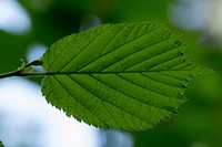 Aesthetic leaf, nature background. Free public domain CC0 photo.