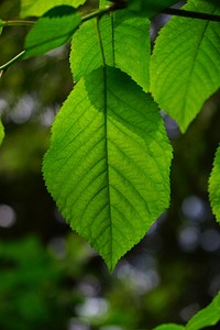 Aesthetic leaf, nature background. Free public domain CC0 photo.