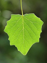 Green leaves. Free public domain CC0 image.