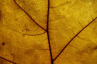 Dried leaf texture. Free public domain CC0 photo.