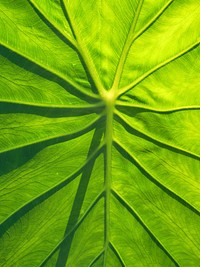 Botanical leaves, nature. Free public domain CC0 photo