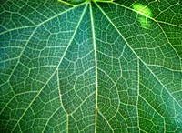 Closeup of leaf. Free public domain CC0 photo.
