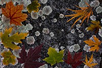 Maple leaf, Autumn seasonal background. Free public domain CC0 photo.