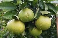 Green limes growing on tree. Free public domain CC0 image.