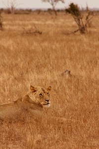 Lioness in the wild. Free public domain CC0 image.